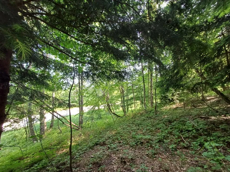 prilika! gradjevinsko zemljište s crnogoričnom šumom i pogledom na dolinu - kupjak - slika 3