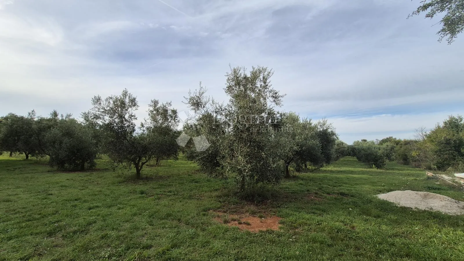 maslinik sa 205 maslina u šišanu - slika 4