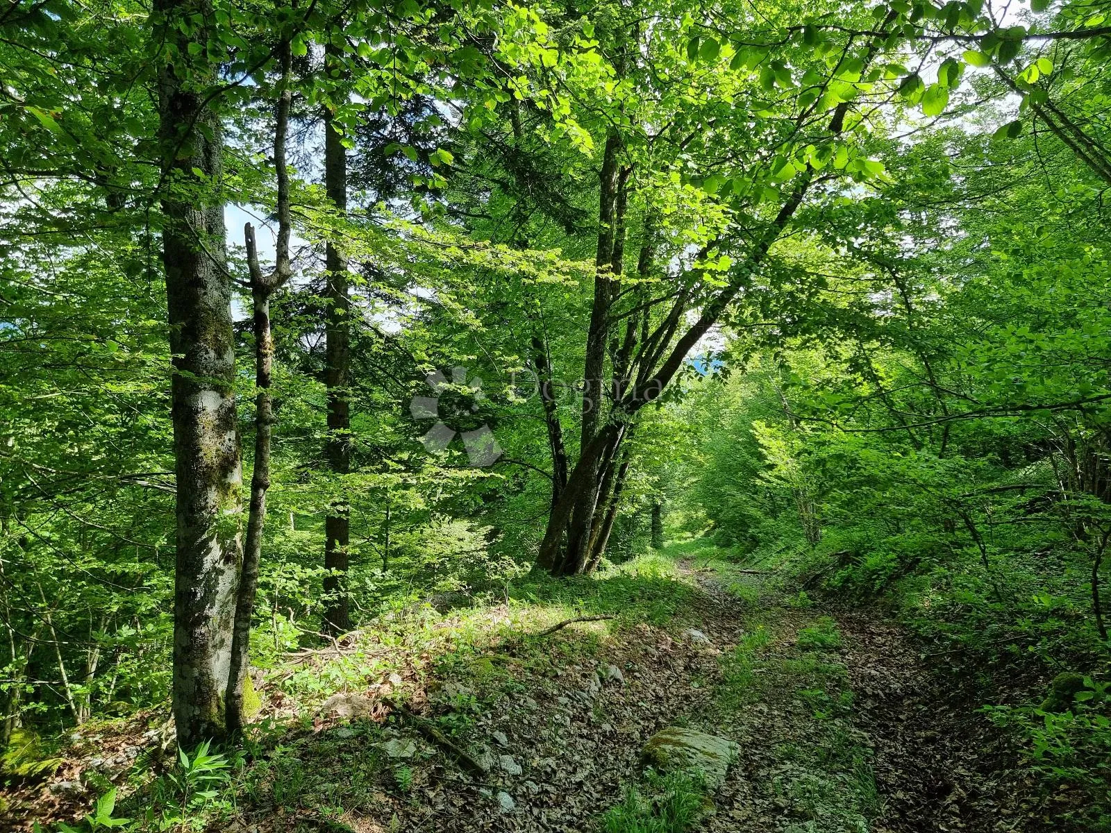 predivna šuma - slika 3