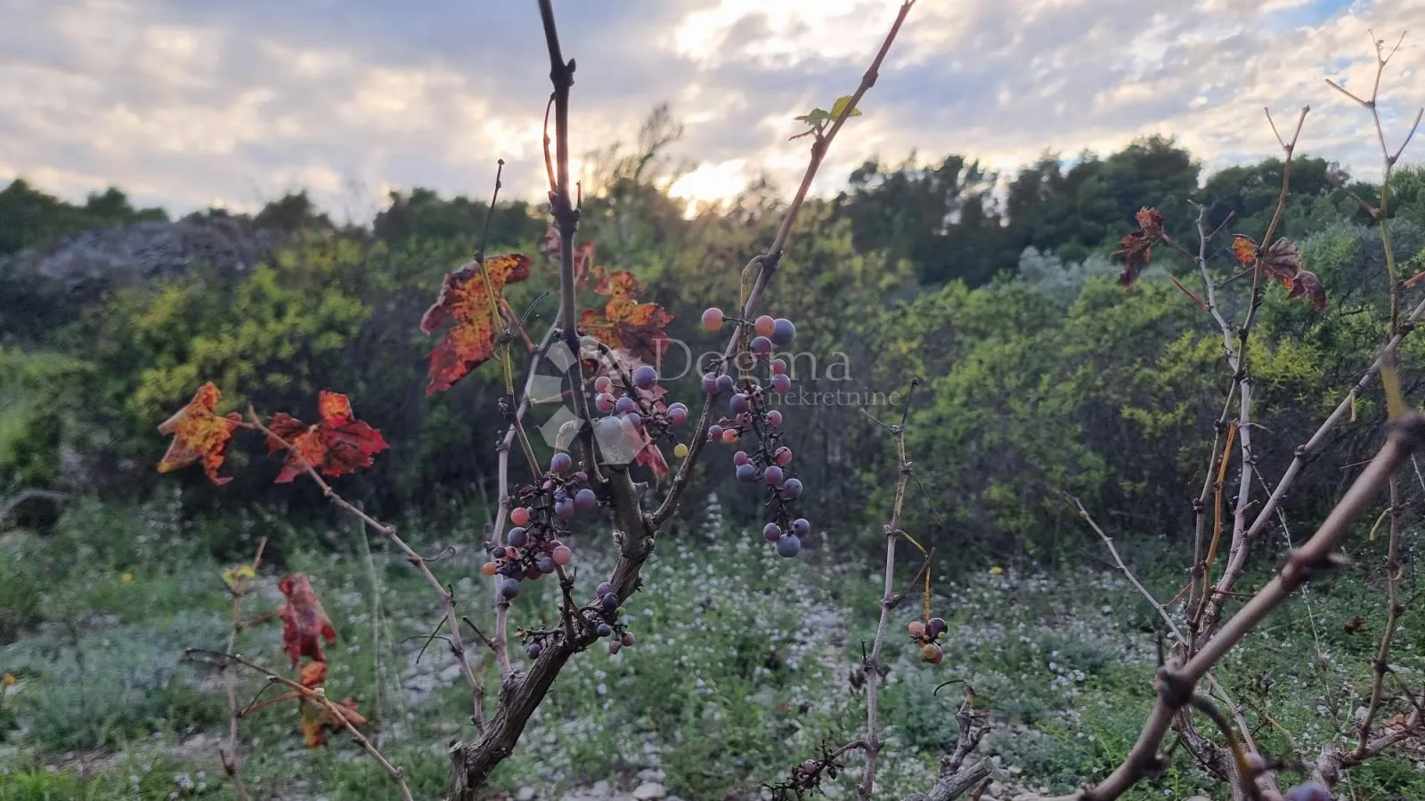 poljoprivredno zemljište 13472 m2- milna,brač - slika 5