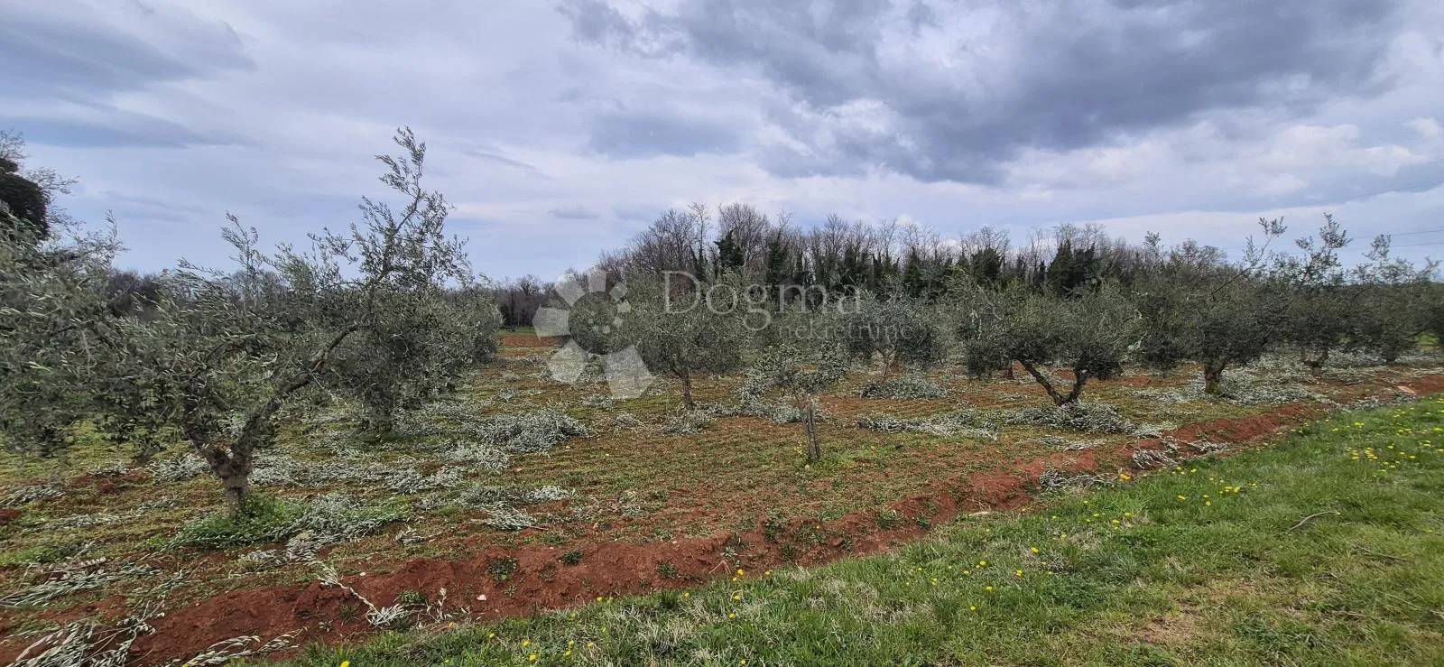 zemljište sa 60 maslina površine 10200 m2 - slika 10