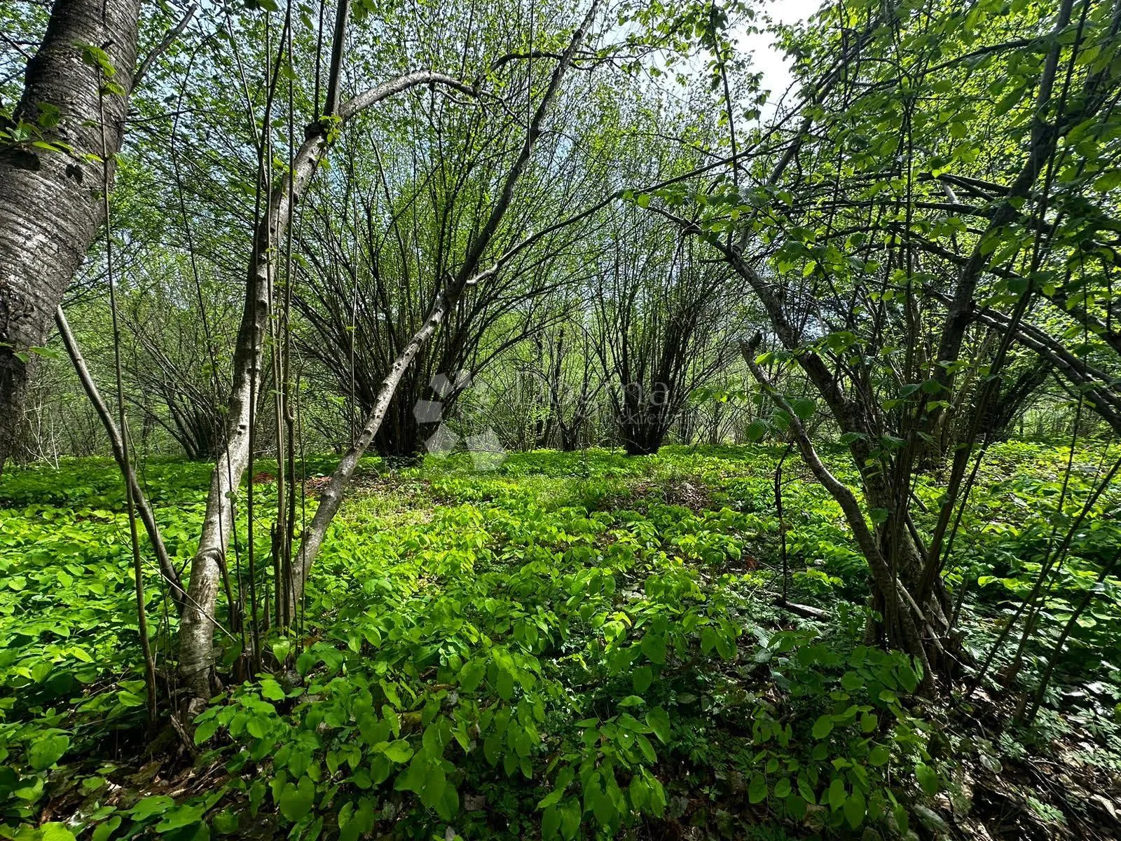karlovac poljoprivredno zemljište - slika 3