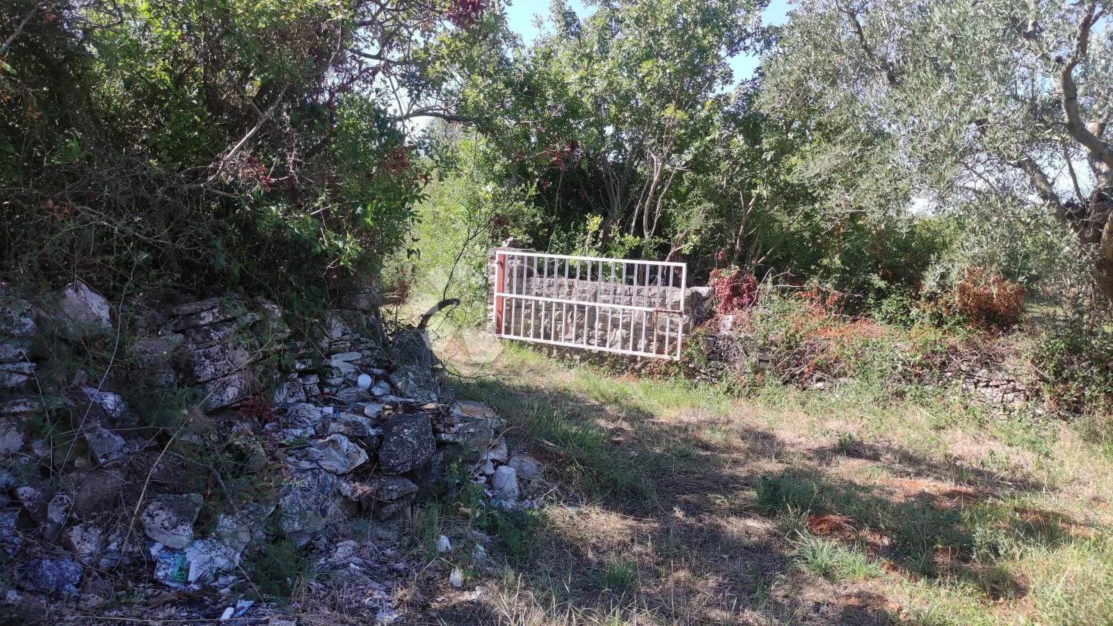 poljoprivredno zemljište - maslinik 950 m od mora - slika 3