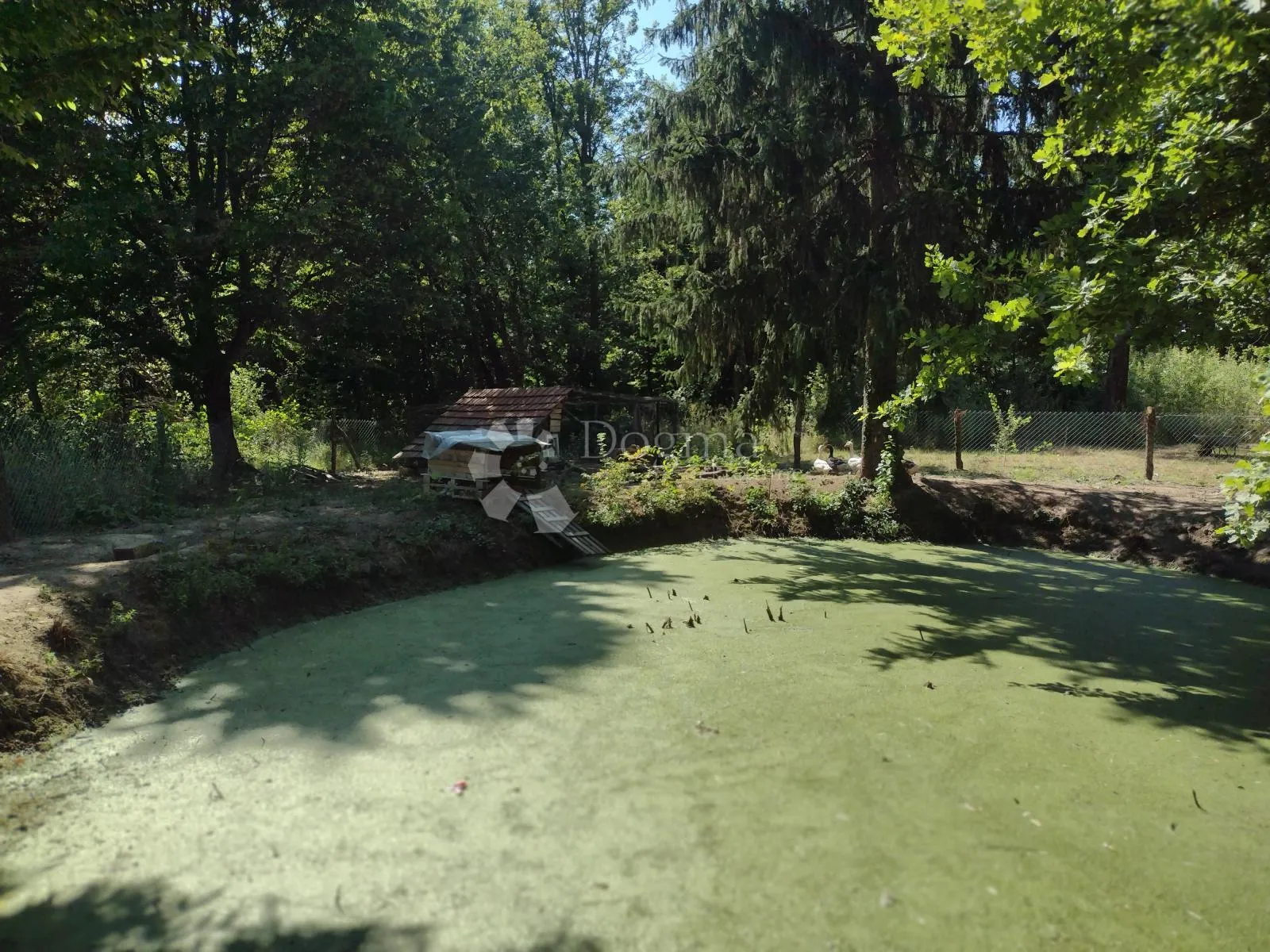 šumska vila - slika 26