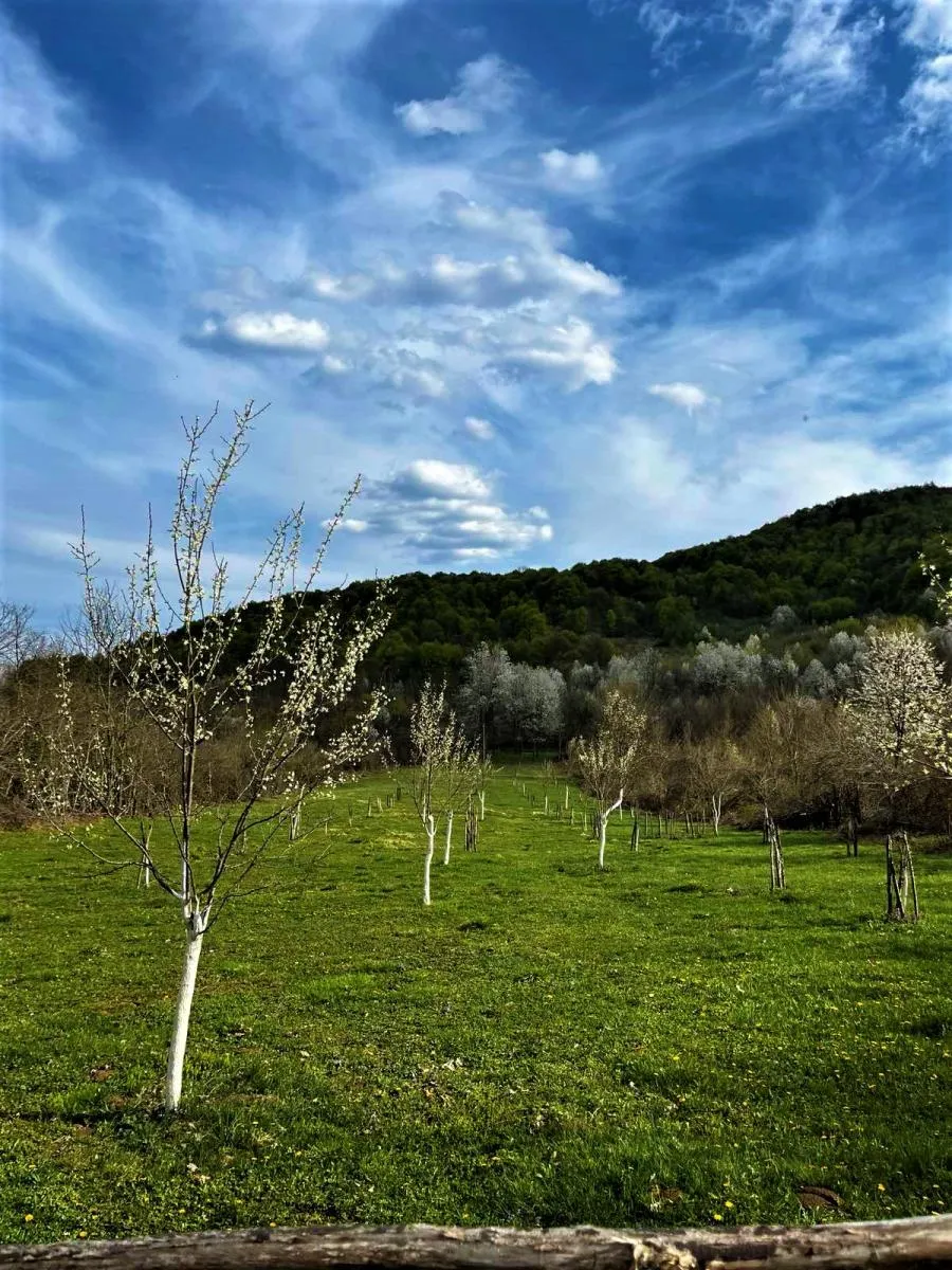 VOĆNJAK IZ SNOVA 3.812 m² – Boričevac - Boričevac, Donji Lapac