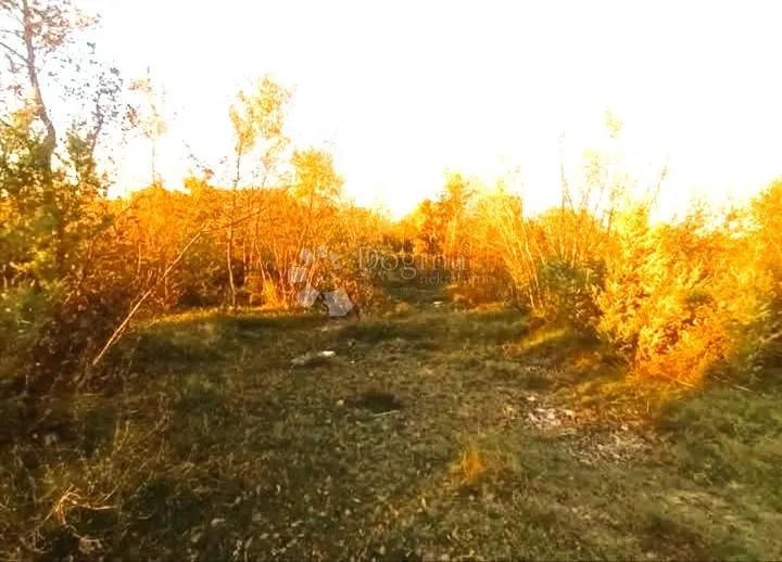 šuma i oranica bale - slika 3
