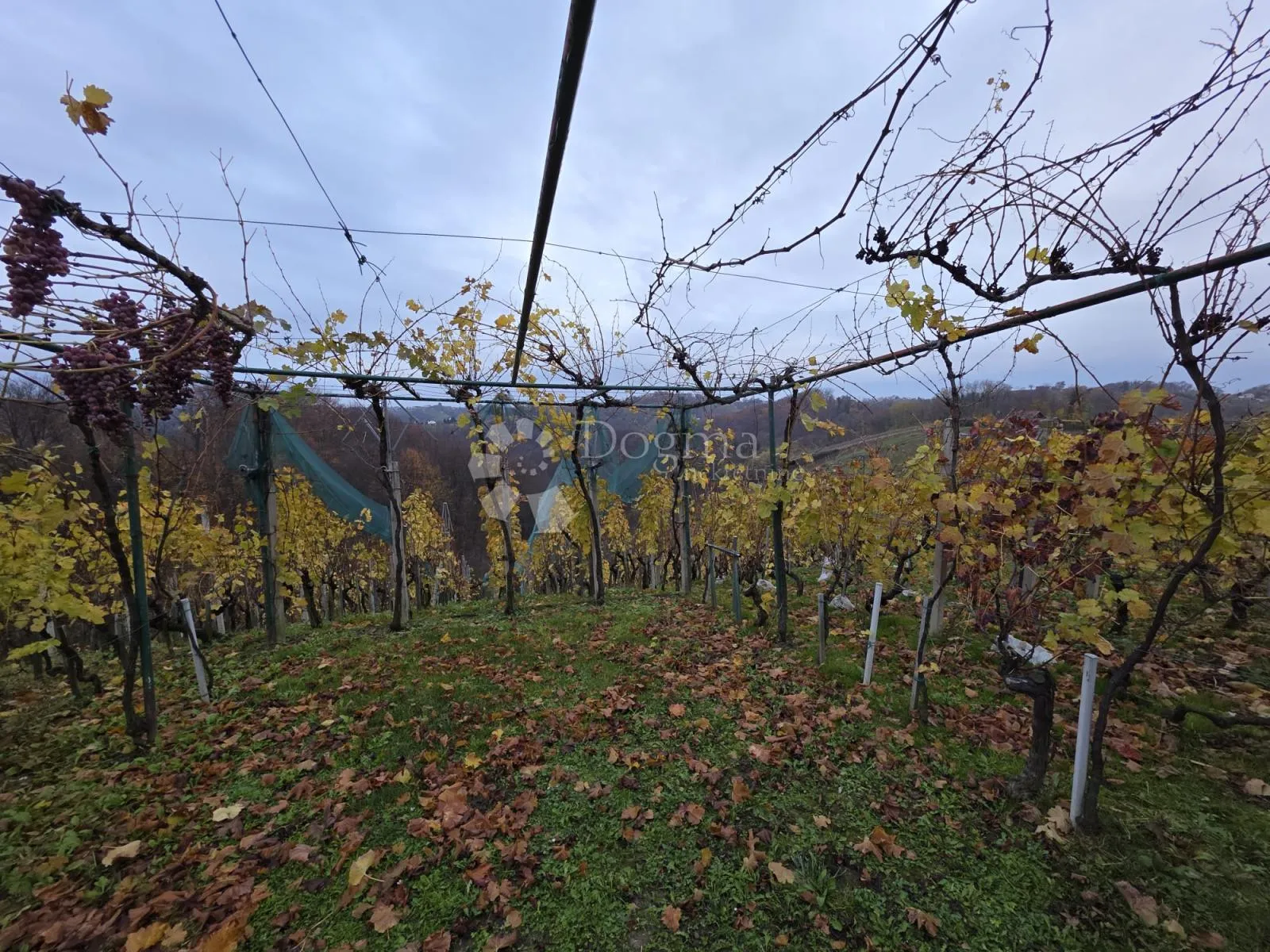 vikend kuća s vinogradom i velikom terasom – mirna i prirodna lokacija - slika 16