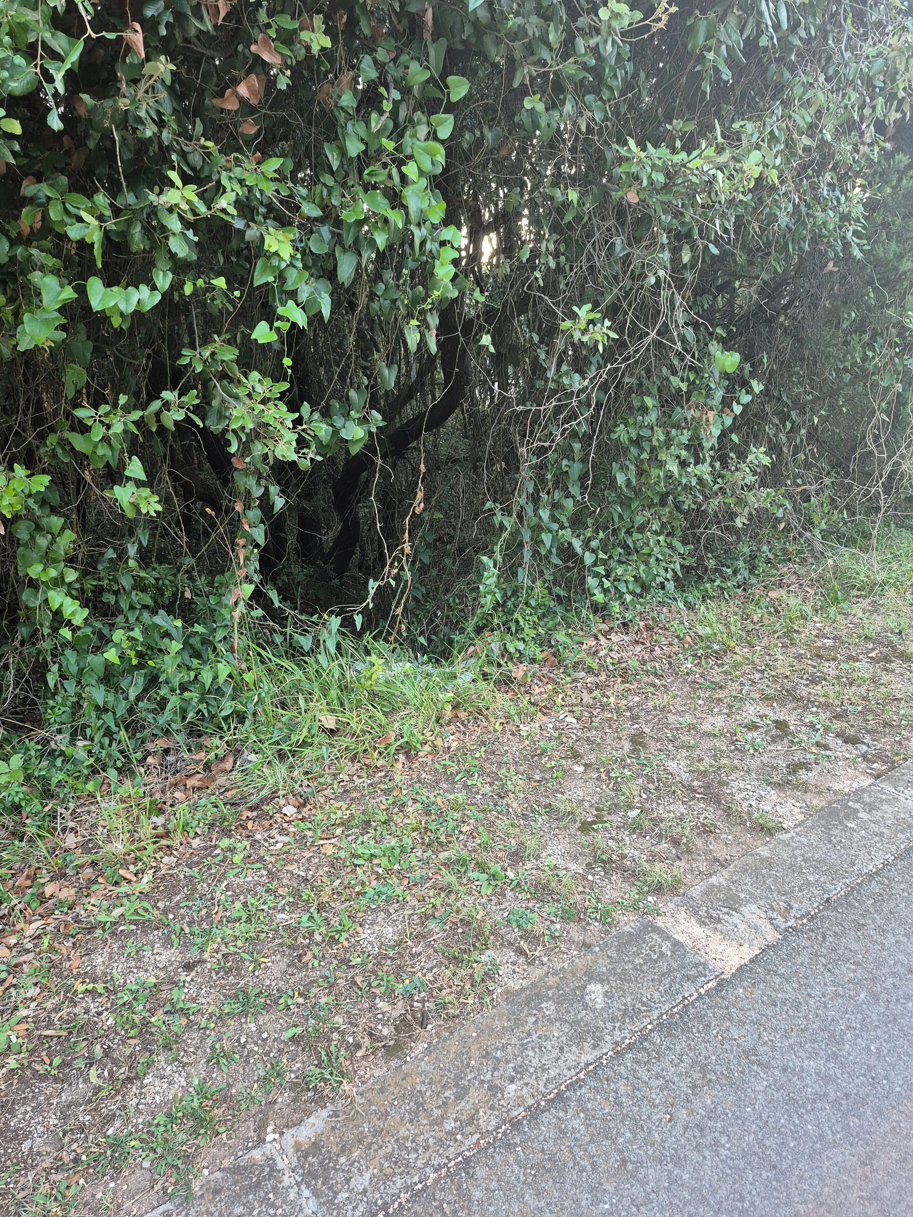 šumsko zemljište - duga uvala, 700 m od mora - slika 10