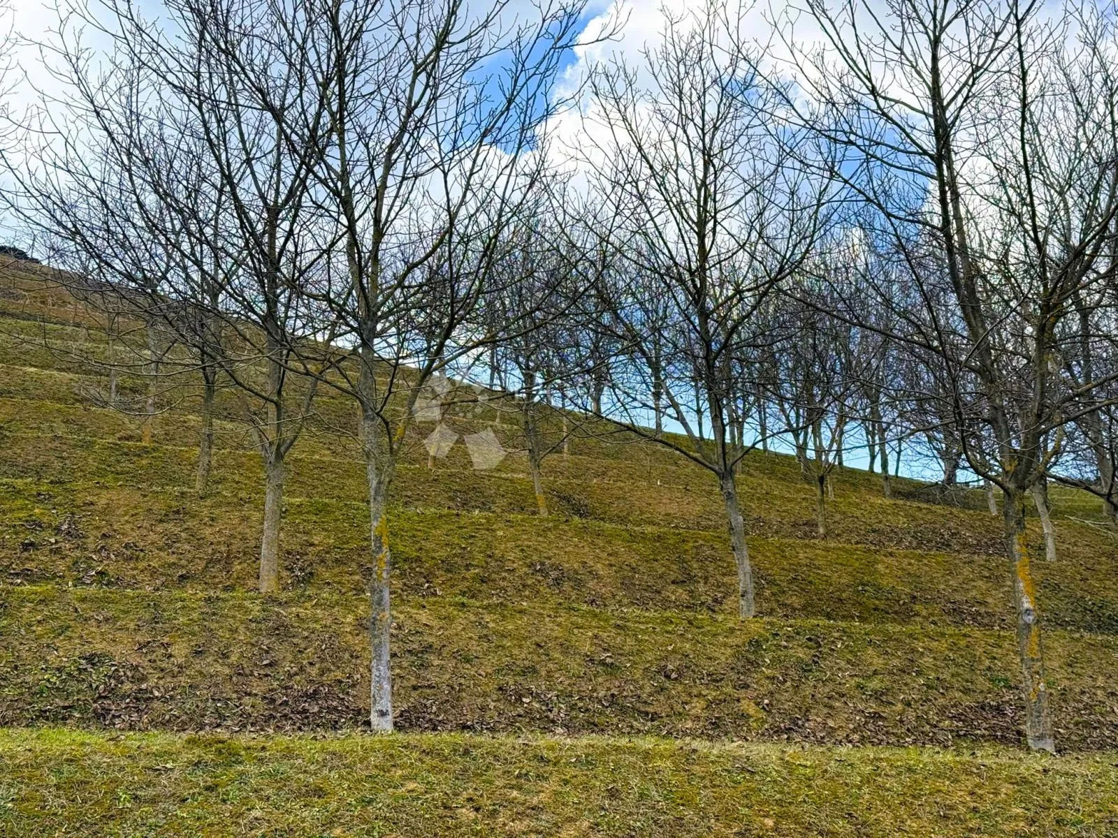 6495 m² prirodne ljepote - 16 terasa, 117 oraha i dva prilaza - slika 6
