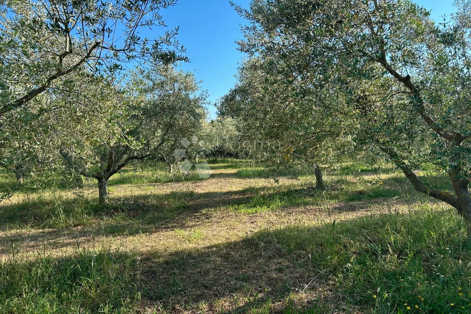 rovinj – rjetkost, odličan maslinik 300 m od mora - slika 13