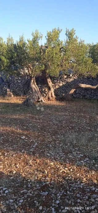 postira, 8273 m2, uređeni maslinik, asfaltirana cesta, blizina mora - slika 3