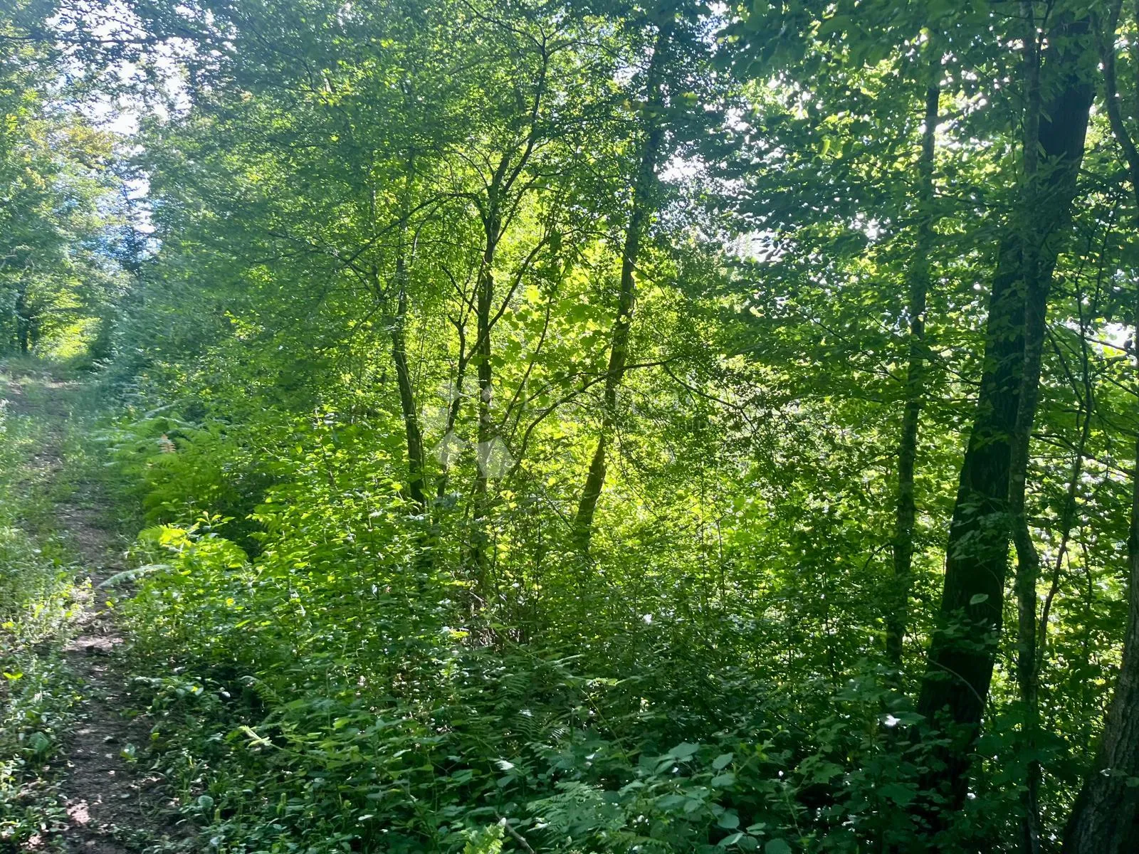 zemljište s vizijom – 20 ha netaknute prirode 10 minuta od plitvičkih jezera - slika 7