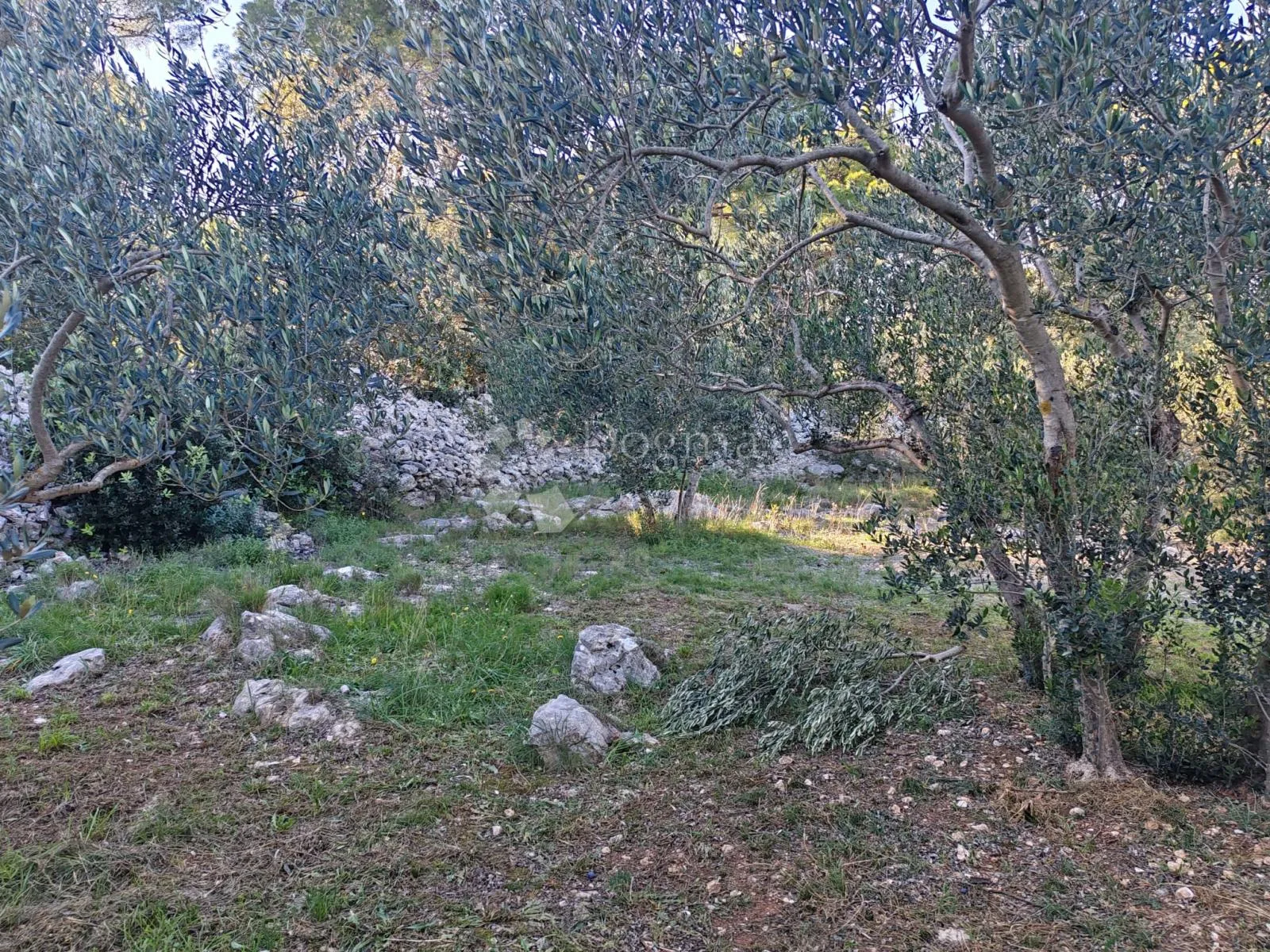 zablaće - šibenik - maslinik - slika 5