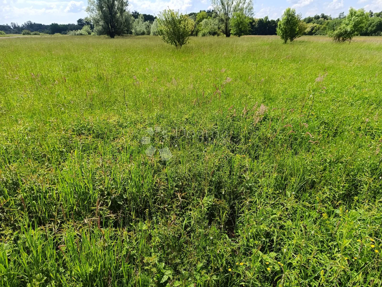 prostrana ravna parcela - slika 2