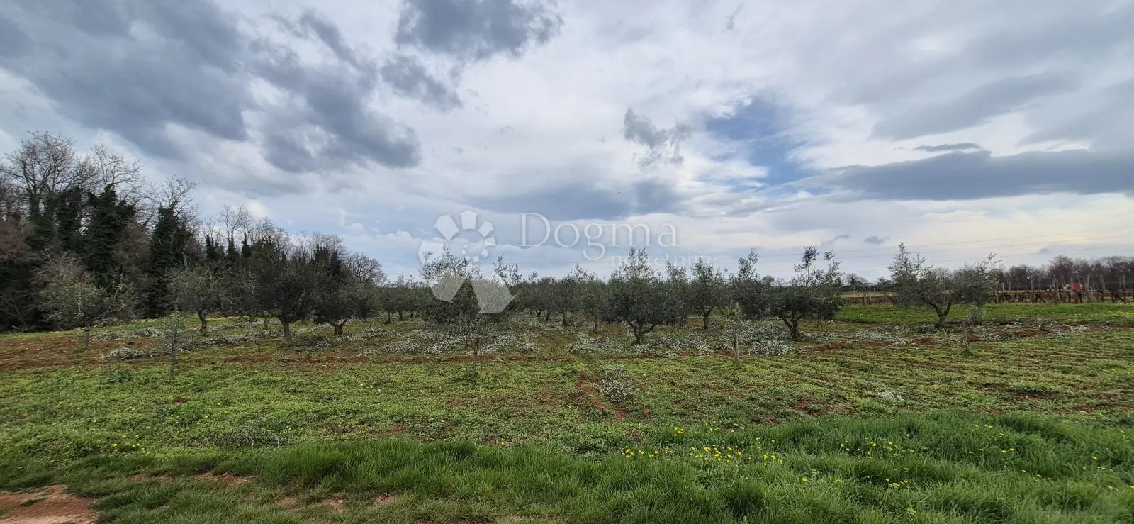 zemljište sa 60 maslina površine 10200 m2 - slika 7