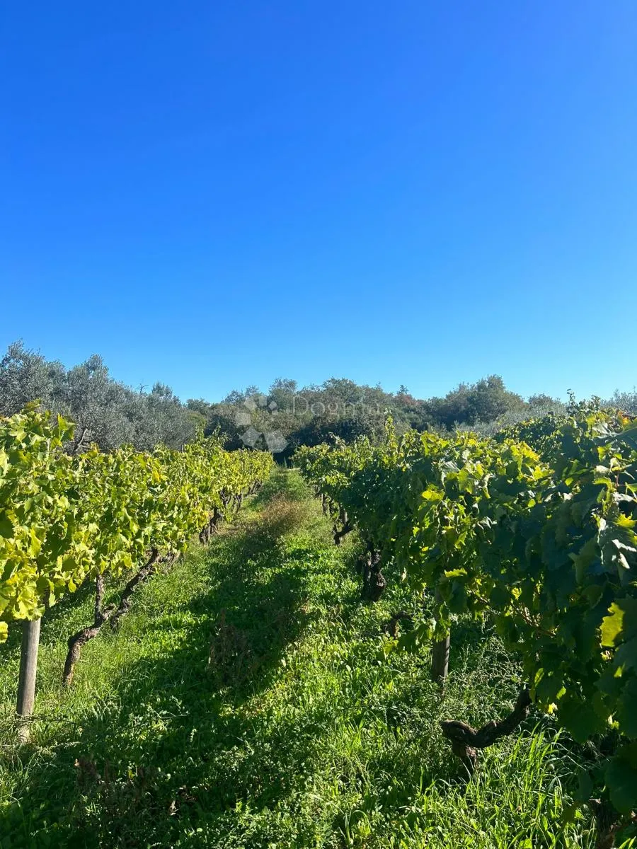 vinograd s istarskom malvazijom -galižana - slika 3