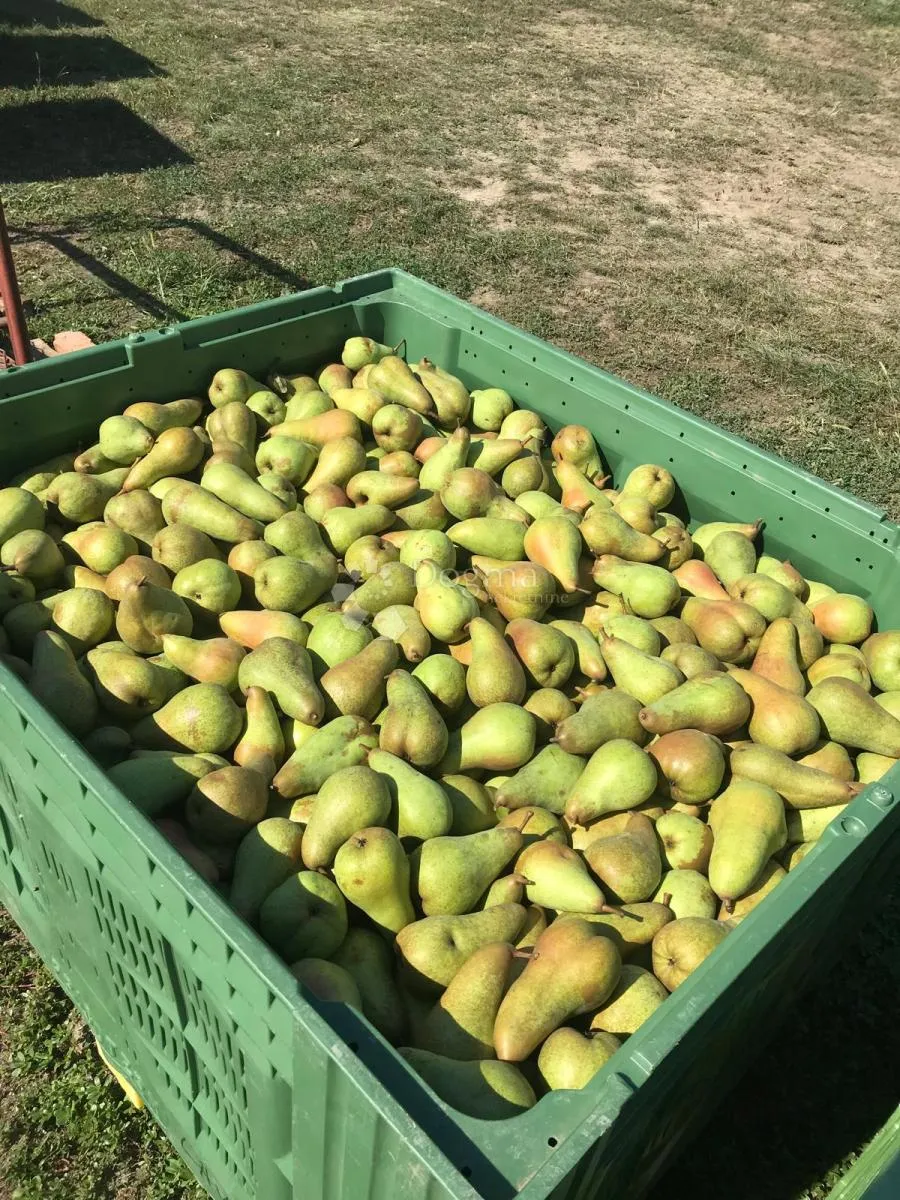 voćnjak beli manastir 7,3 ha u komadu šljiva, kruška - slika 2