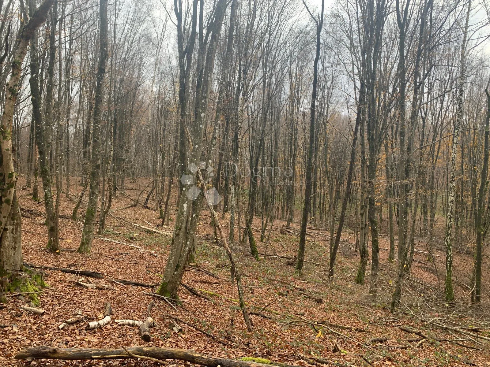4ha grabove šume u komadu - slika 5