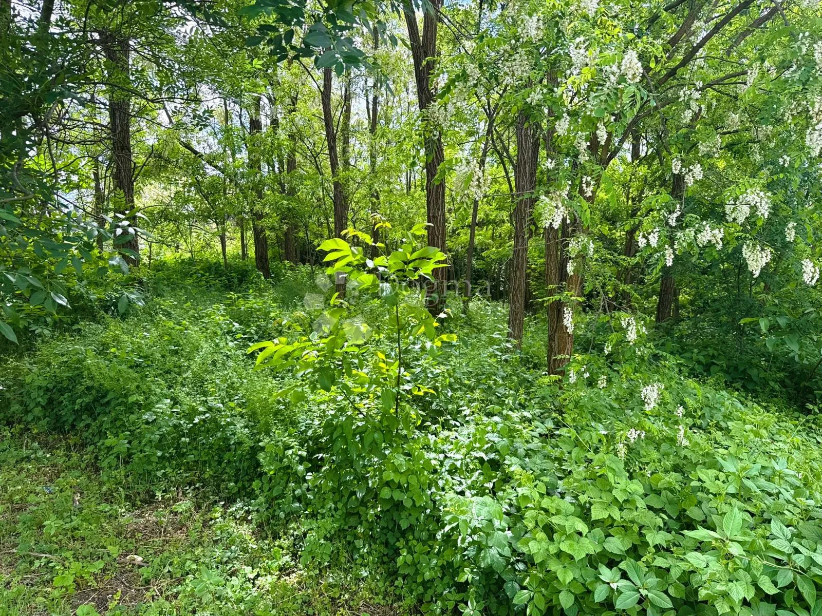 Građevinsko zemljište 2265 m² u Hlapičini - Hlapičina, Mursko Središće