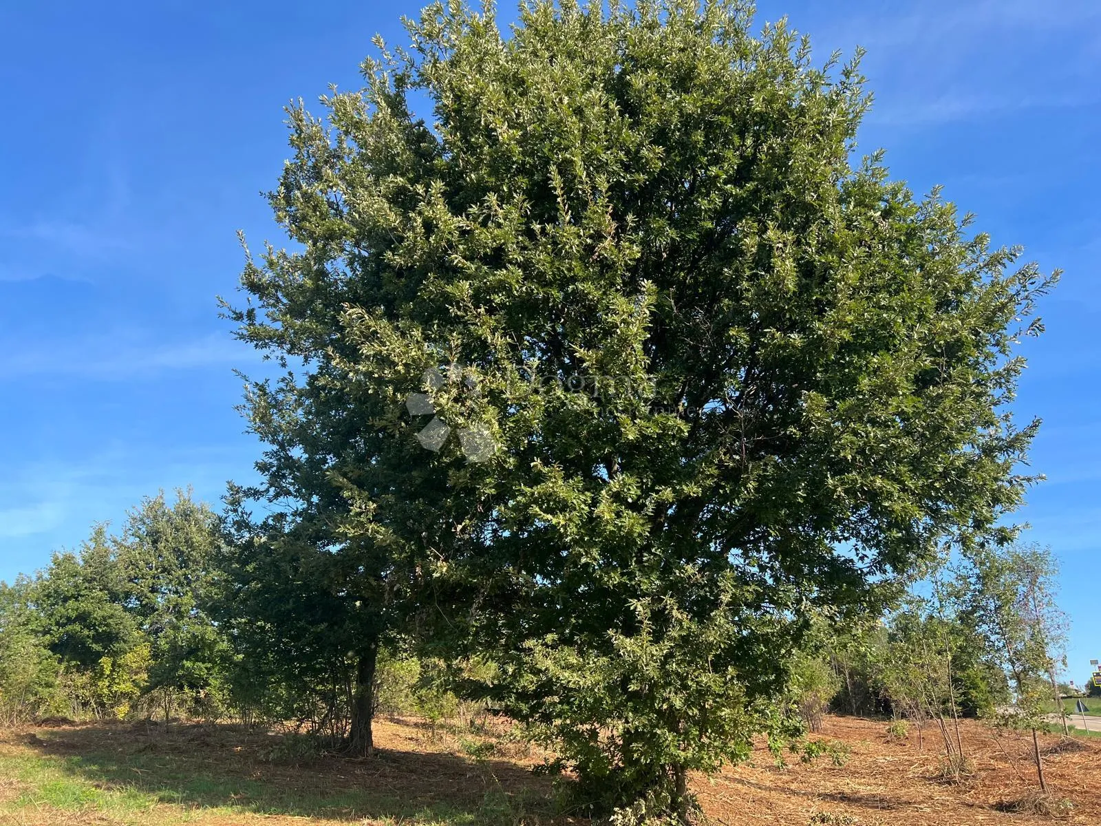 građevinsko zemljište s pogledom na more, barban - slika 6