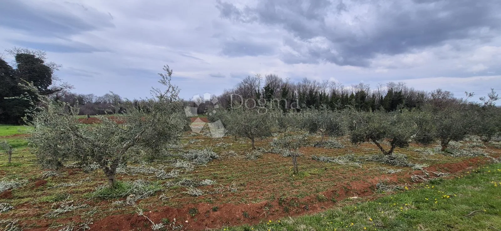 zemljište sa 60 maslina površine 10200 m2 - slika 9