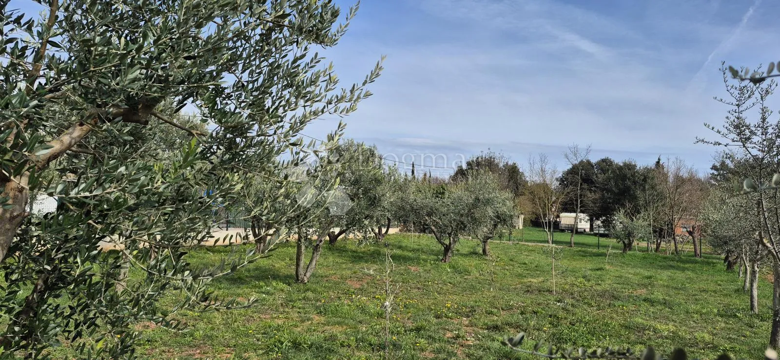 maslinik sa kamenim kažunom površine 15 m2, 1,5 km od mora - slika 17