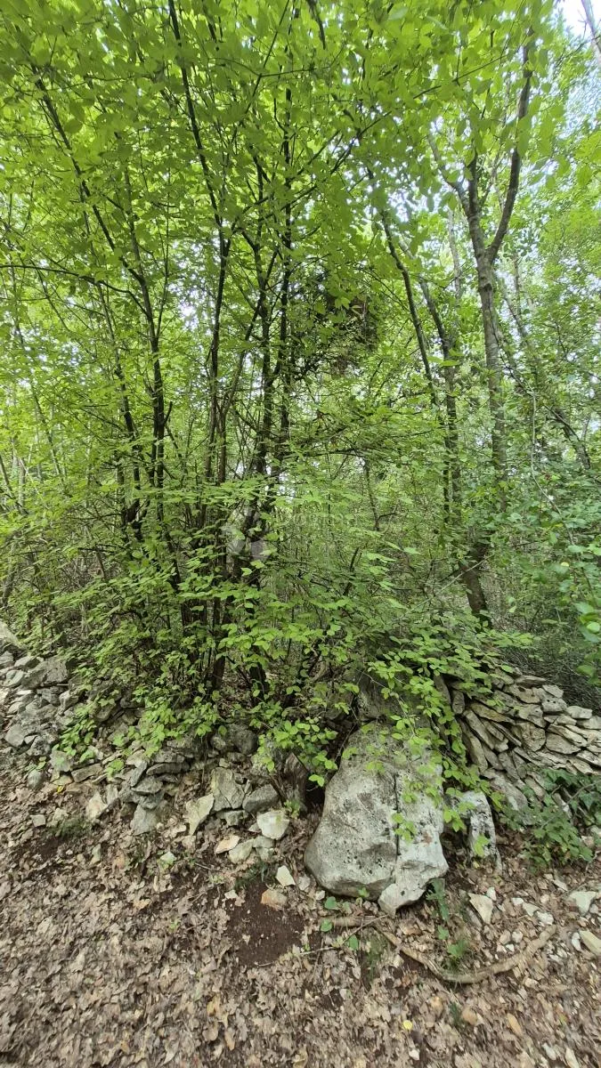 poljoprivredno zemljište 11.980 m2, 600 m od mora - slika 1