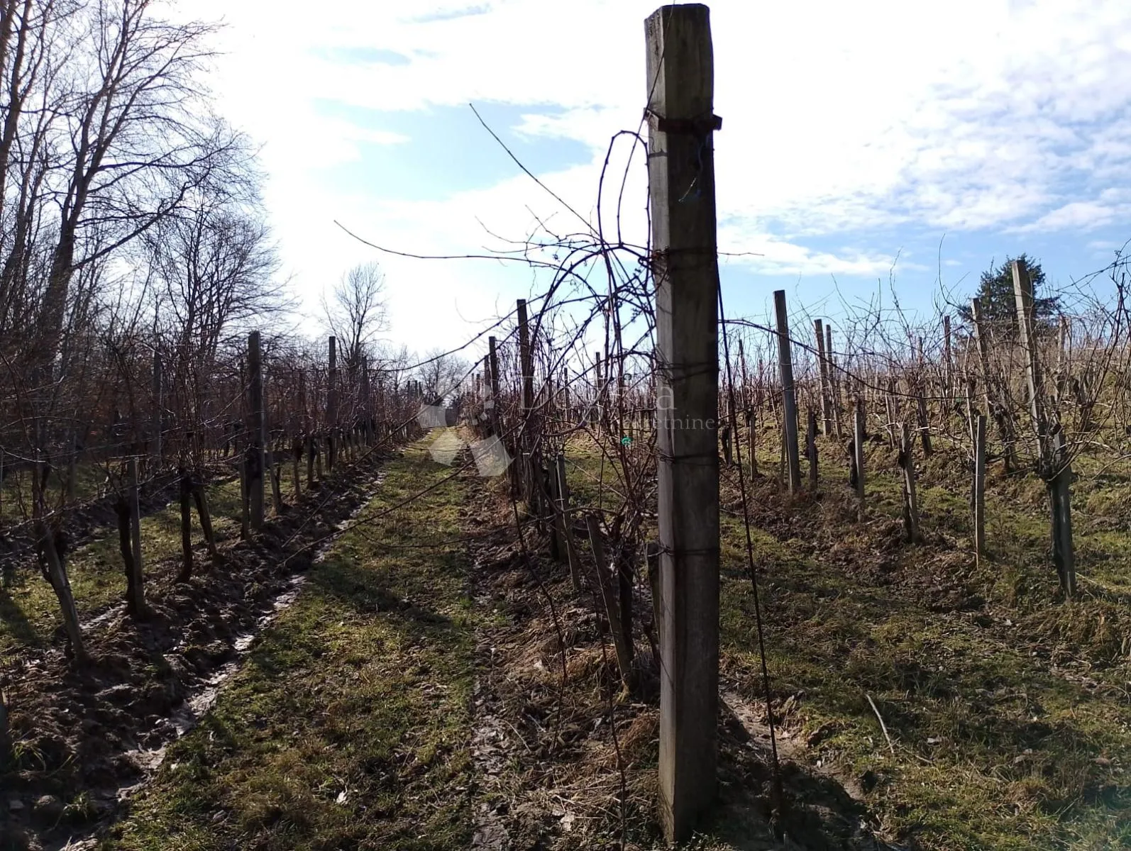 bektež - vinograd s vikendicom u blizini ribnjaka - slika 17