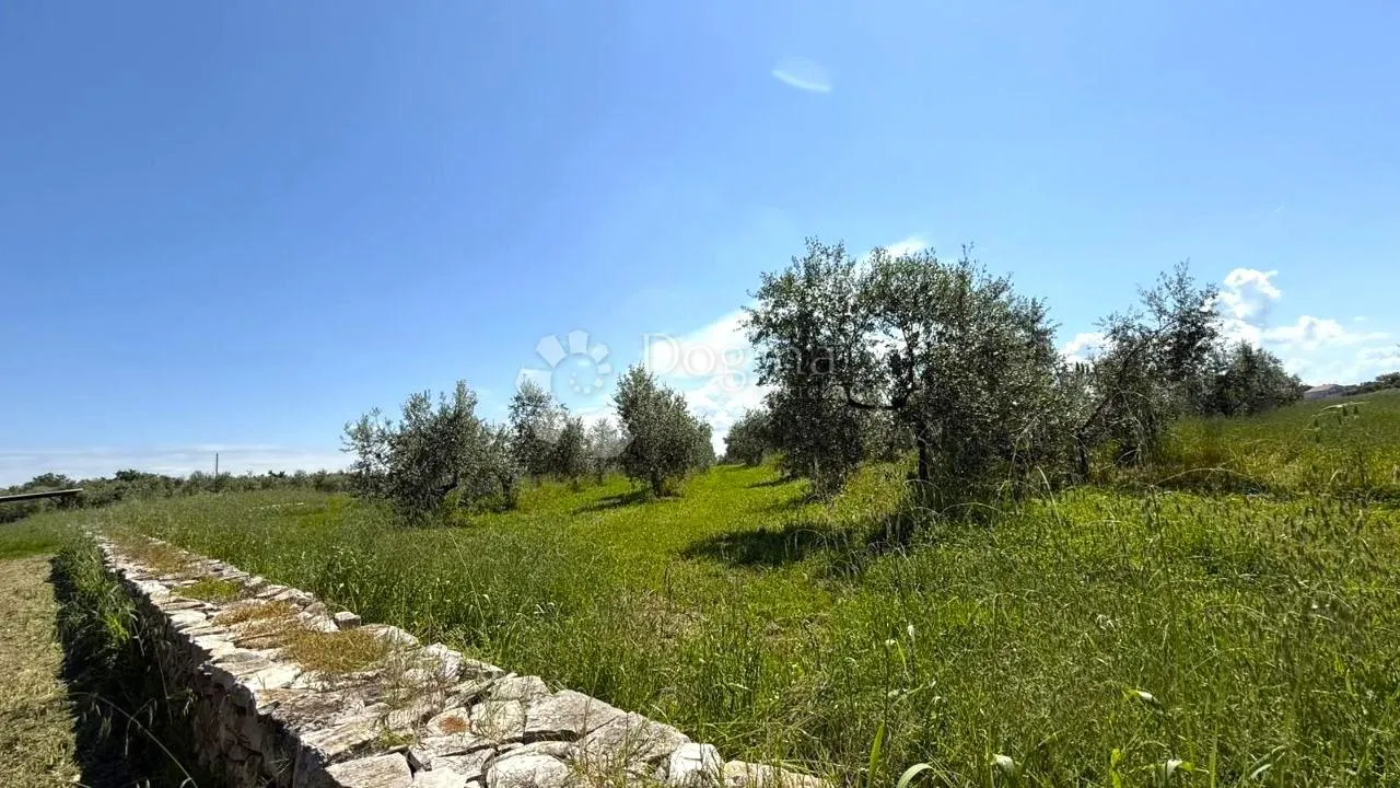 eksluzivna ponuda! prostrani maslinik, okolica umaga - slika 3