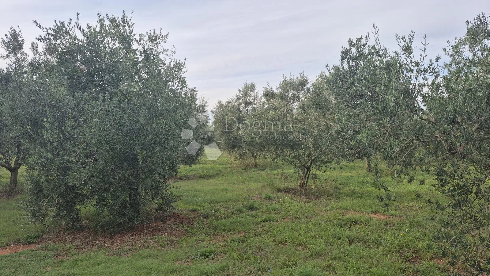 maslinik sa 205 maslina u šišanu - slika 2