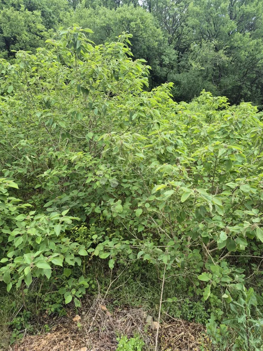 šmrika, građevinski teren - ekskluziva - slika 2