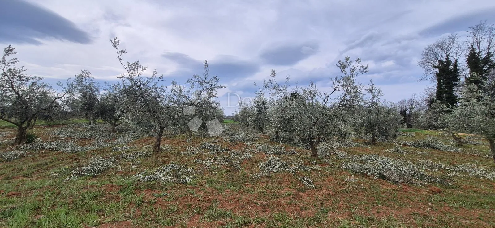 Zemljište sa 60 maslina površine 10200 m2 - Poreč