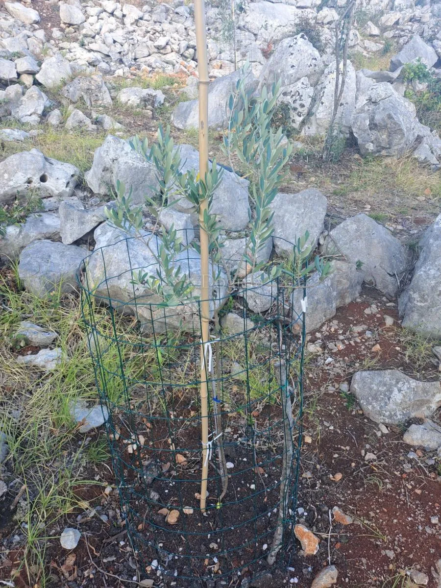 maslinik s pogledom na more – punat, otok krk - slika 4