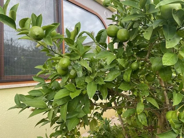 etaža kuće sa dva apartmana - slika 2