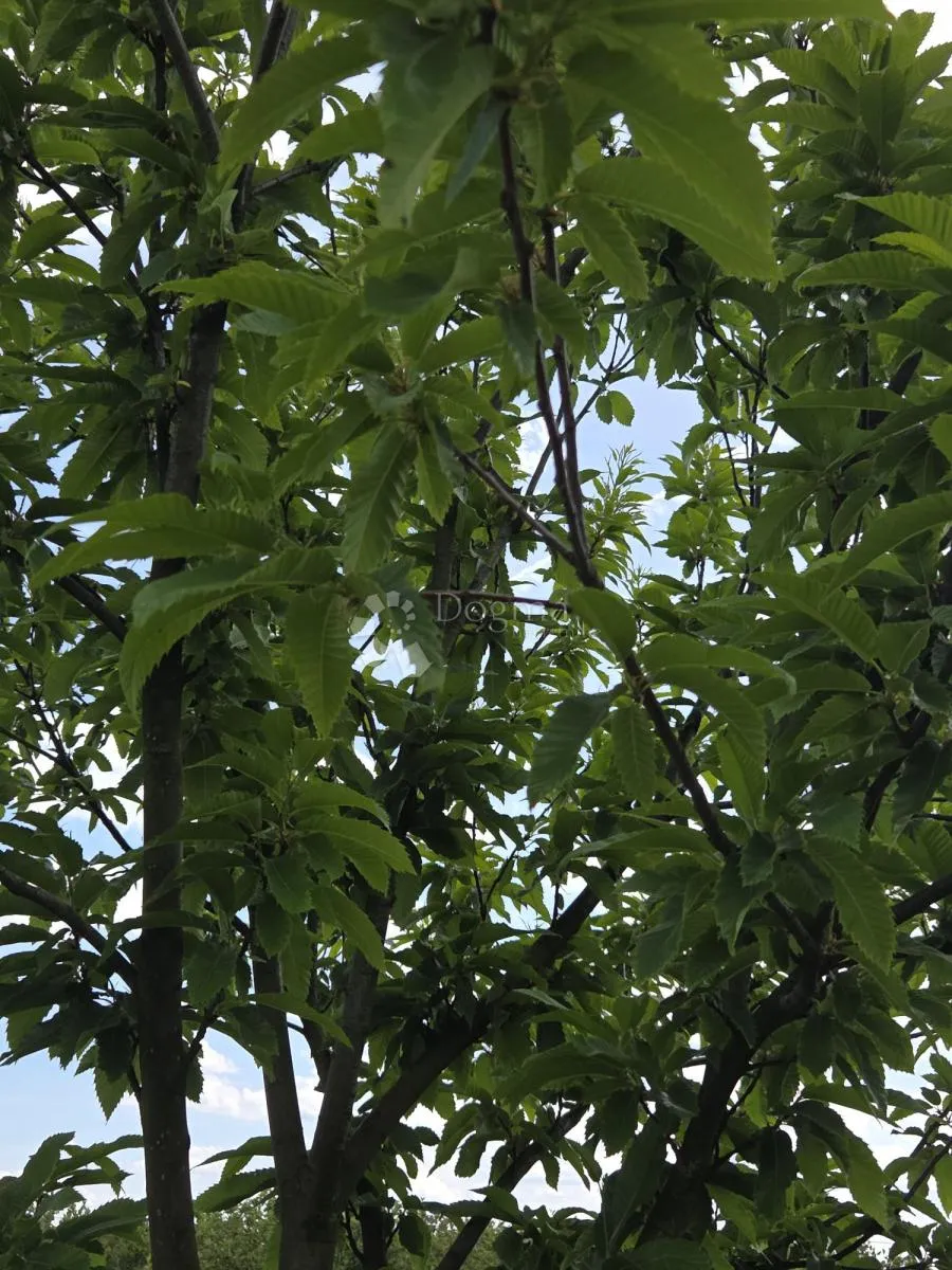 održavan voćnjak s bunarom – 6.494 m² - slika 2