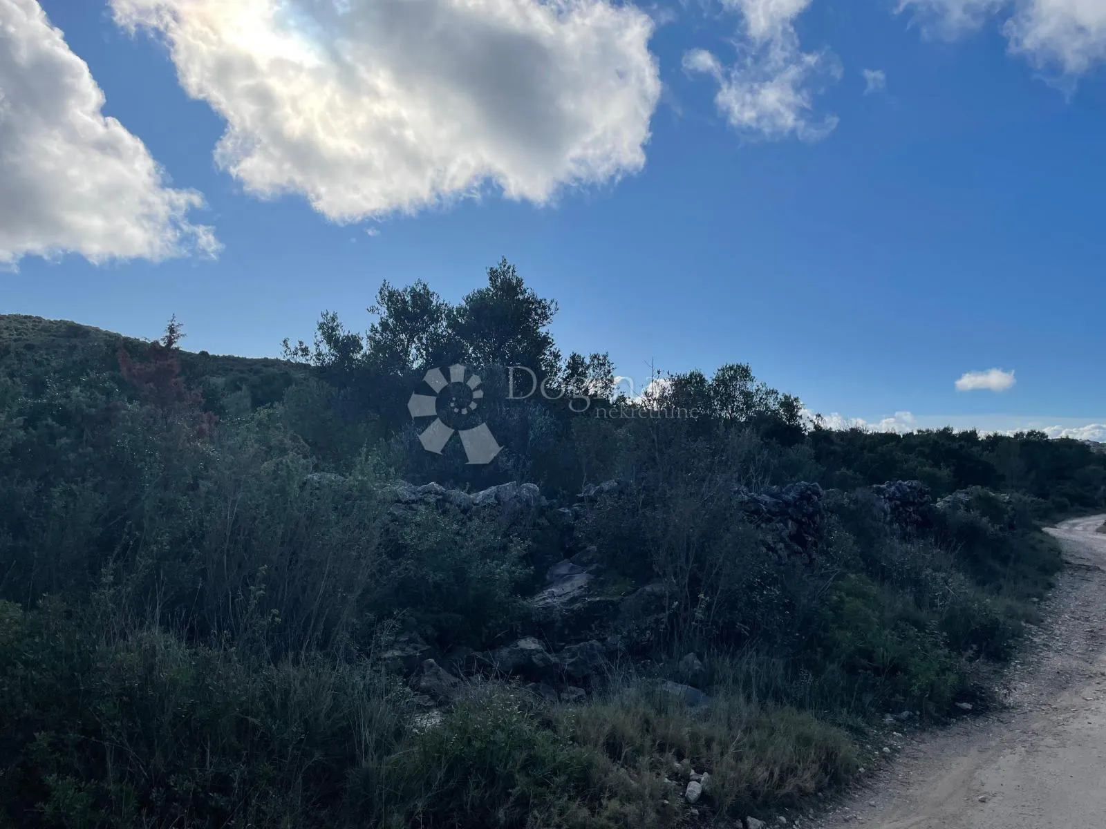 maslinik kod kraja, otok pašman. - slika 2