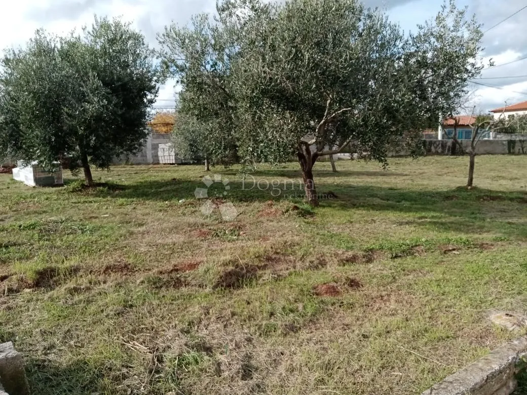 prostrano građevinsko zemljište s maslinama - slika 3