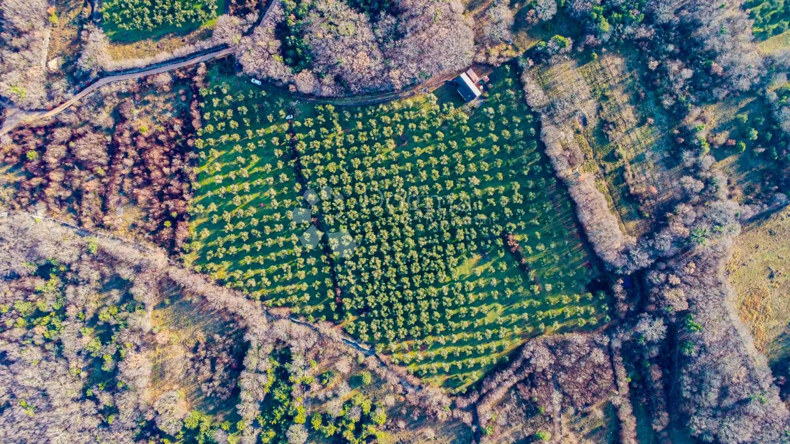 otok krk prekrasno imanje maslinik sa kućom - slika 7