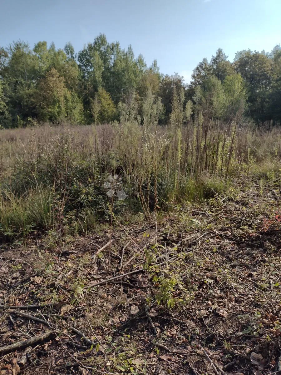 još 4.5 ha netaknute divljine - slika 5
