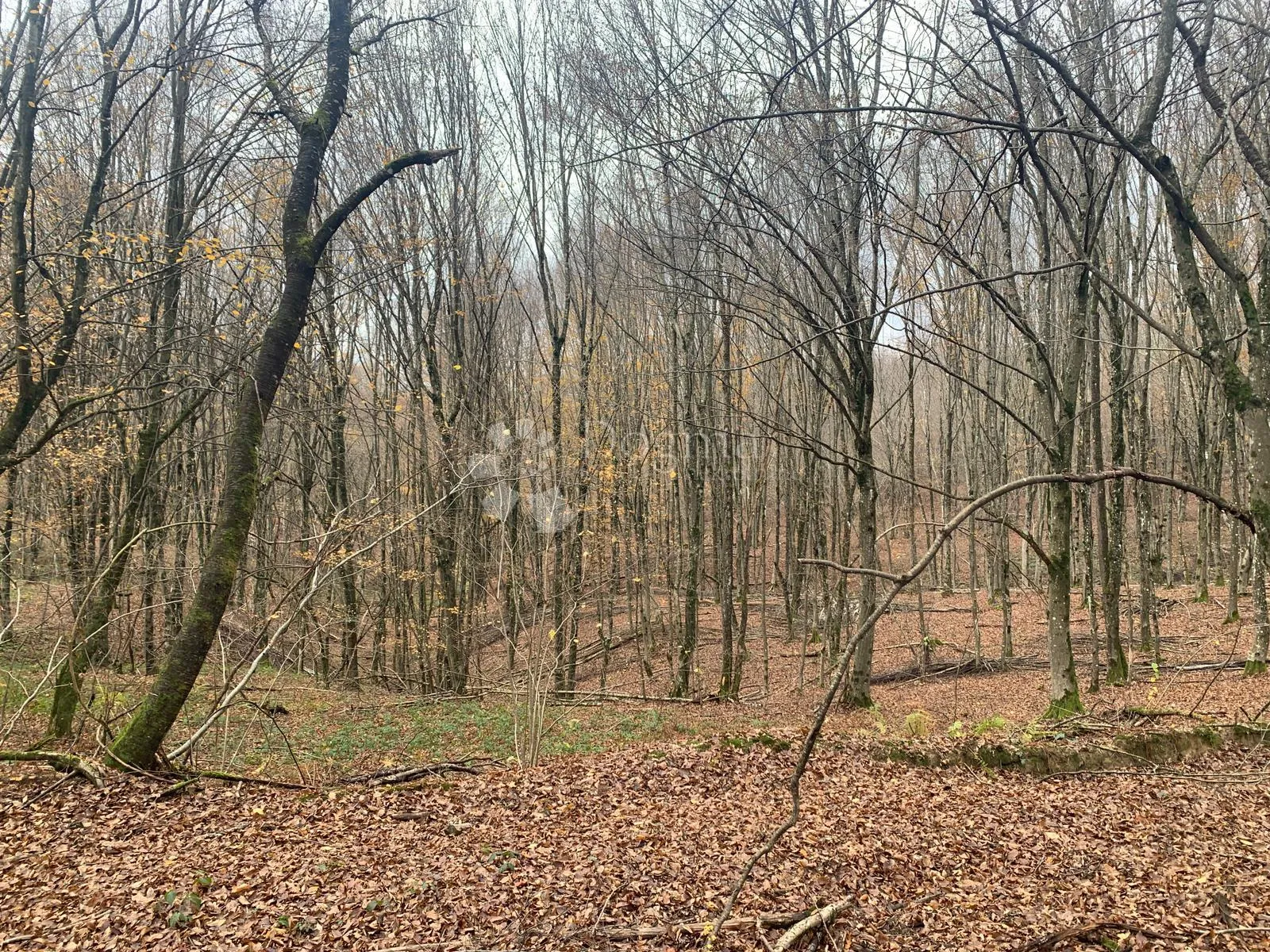 4ha grabove šume u komadu - slika 4