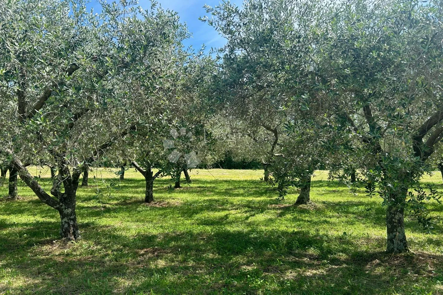 sveti lovreč – građevinska parcela s nasadom maslina - slika 6