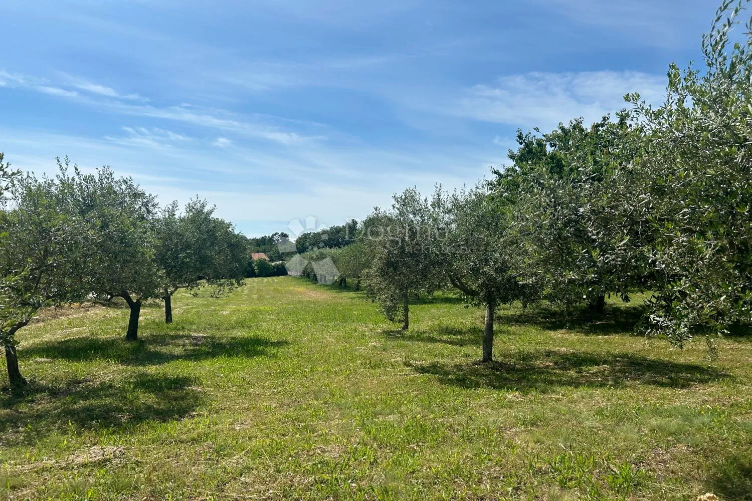 sveti lovreč – građevinska parcela s nasadom maslina - slika 3