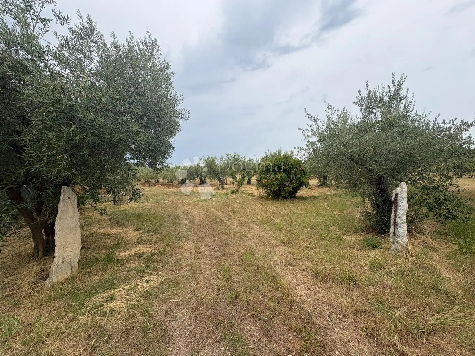 Prekrasno poljoprivredno zemljište u Kašteliru (762 m²) – Masline i priključak vode! - Labinci, Kaštelir - Labinci