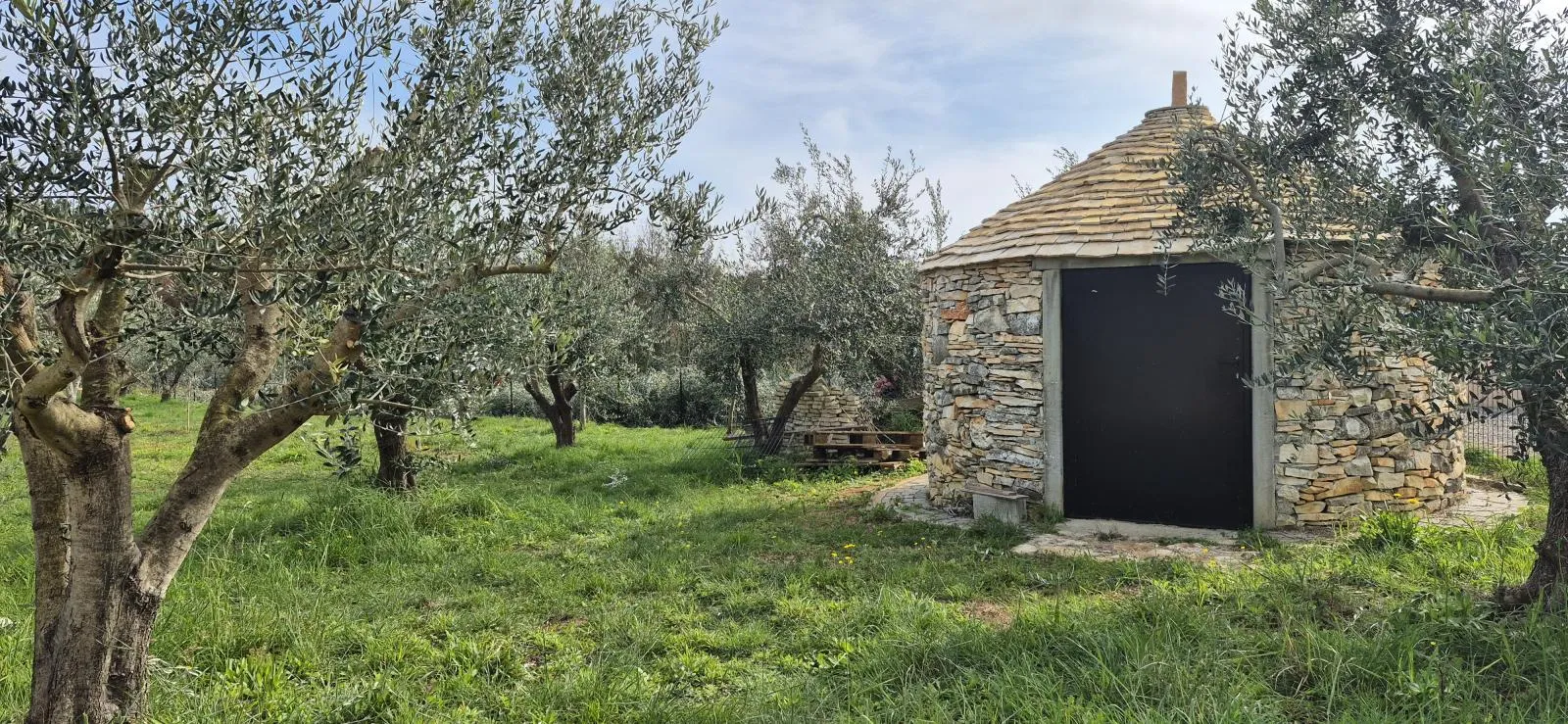 maslinik sa kamenim kažunom površine 15 m2, 1,5 km od mora - slika 2