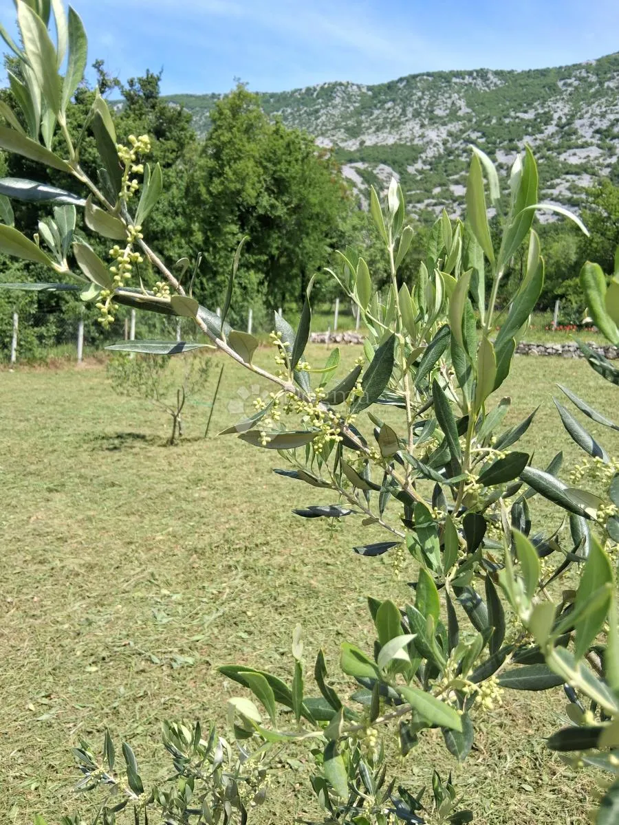 Prekrasno poljoprivredno zemljište - Drivenik, Vinodolska općina