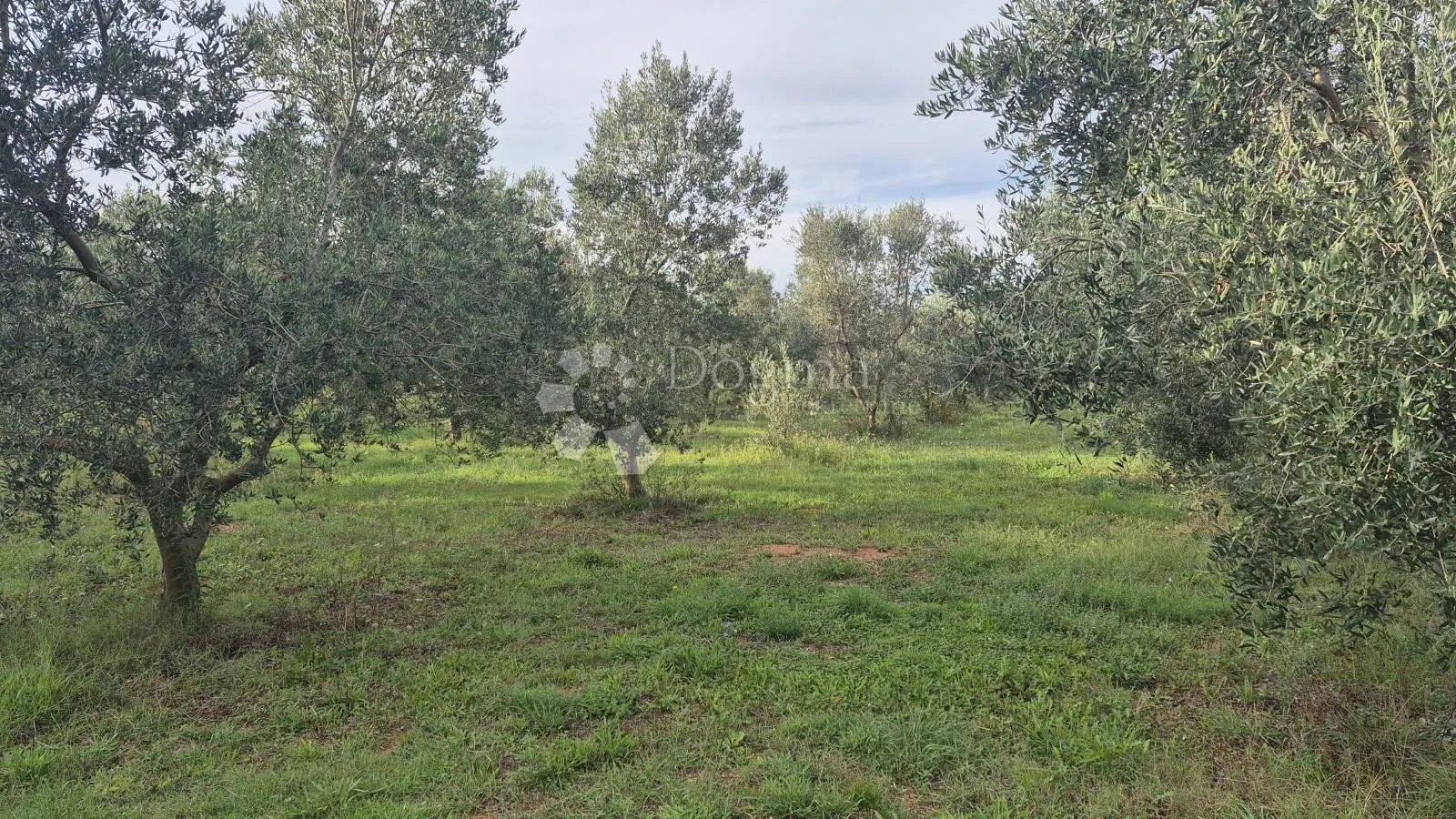 maslinik sa 205 maslina u šišanu - slika 5