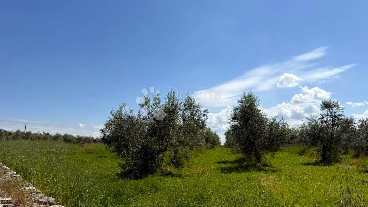 eksluzivna ponuda! prostrani maslinik, okolica umaga - slika 2