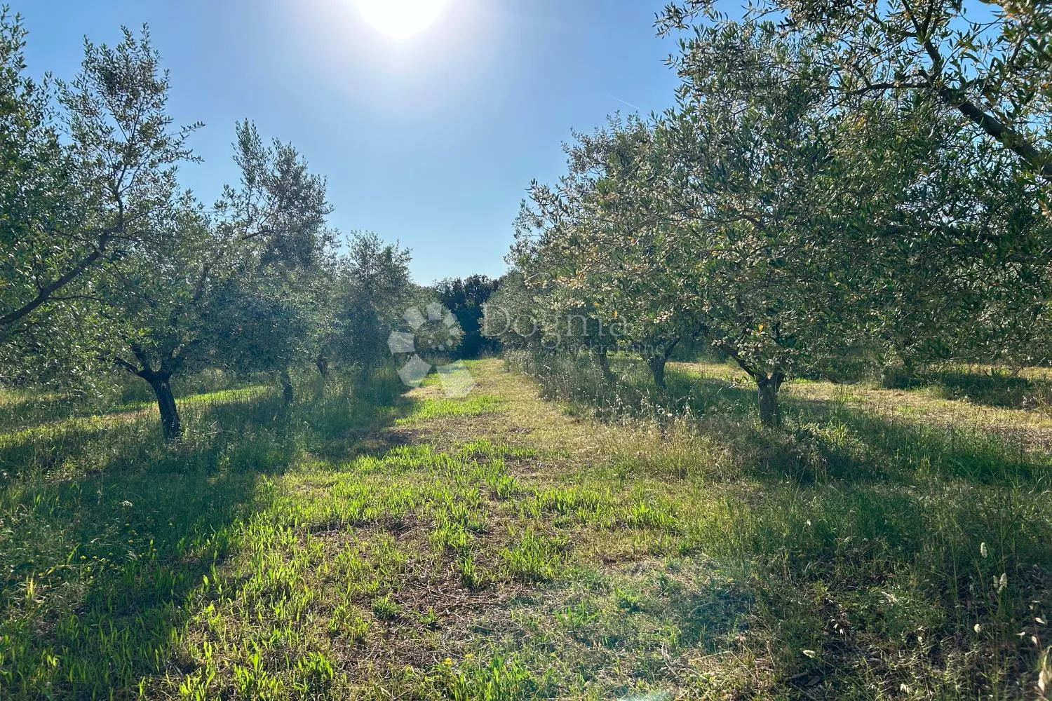 rovinj – rjetkost, odličan maslinik 300 m od mora - slika 15