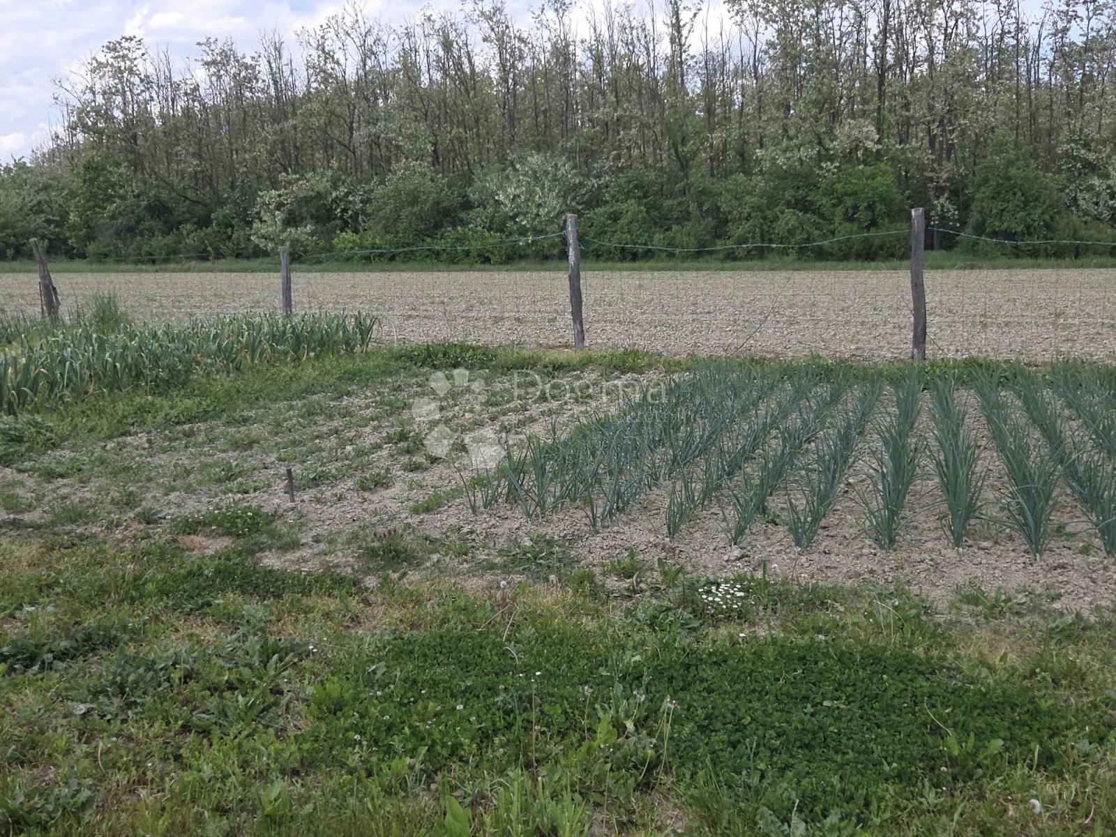 održavan voćnjak s bunarom – 6.494 m² - slika 15