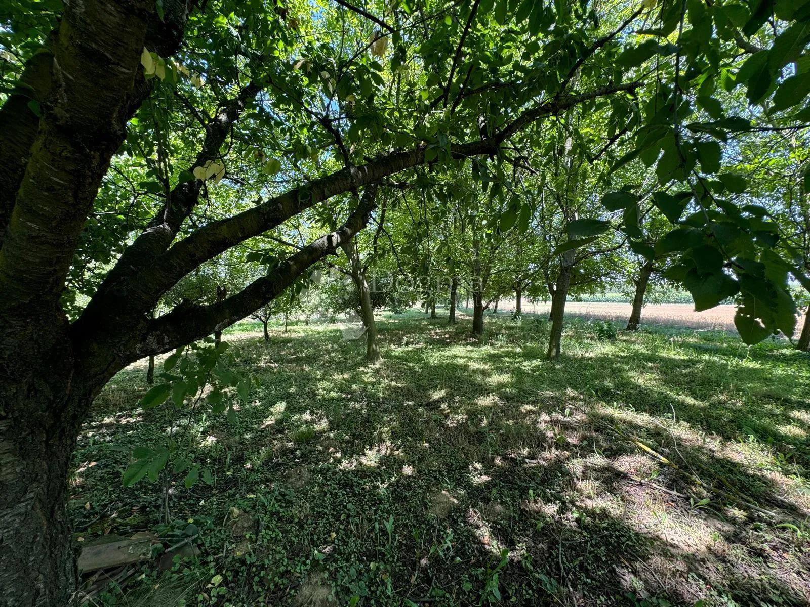 voćarska kućica – vaša oaza mira u prirodi - slika 7